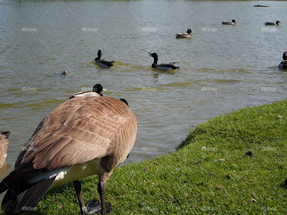 Birds in nature. all types of birds socializing