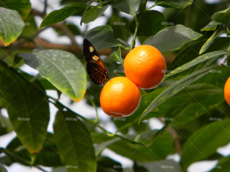 Butterfly on orange