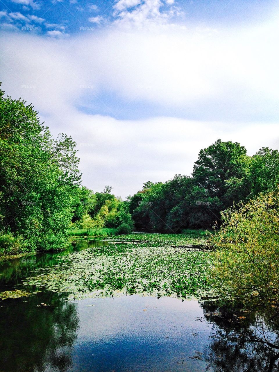 Clark duck pond . Clark duck pond 