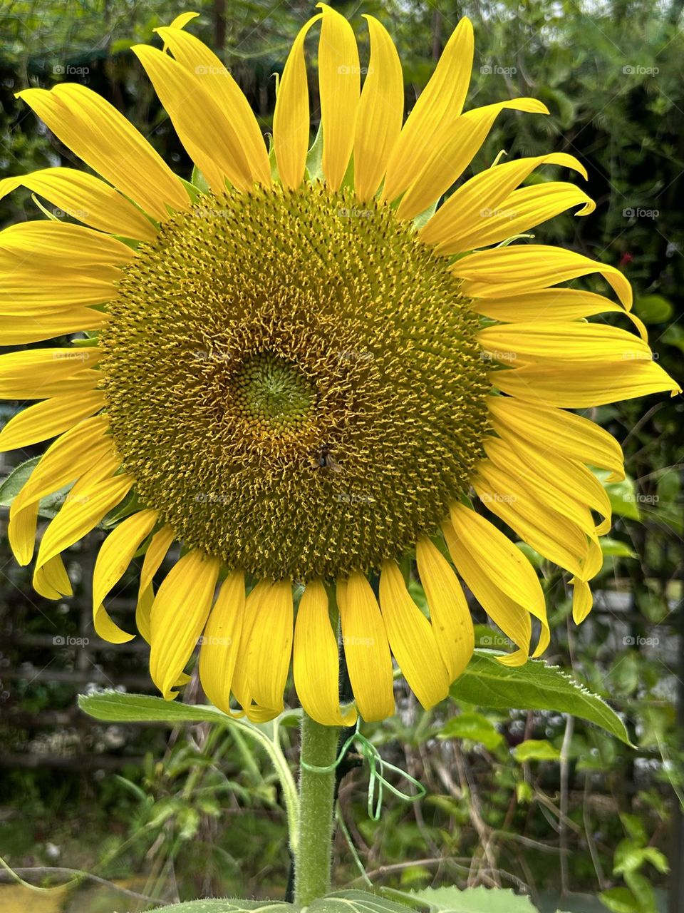 Sun flowers seeds There are three types of commonly used sunflowers seeds:linoleum (most common),high oleochemicals,and sunflower oil.