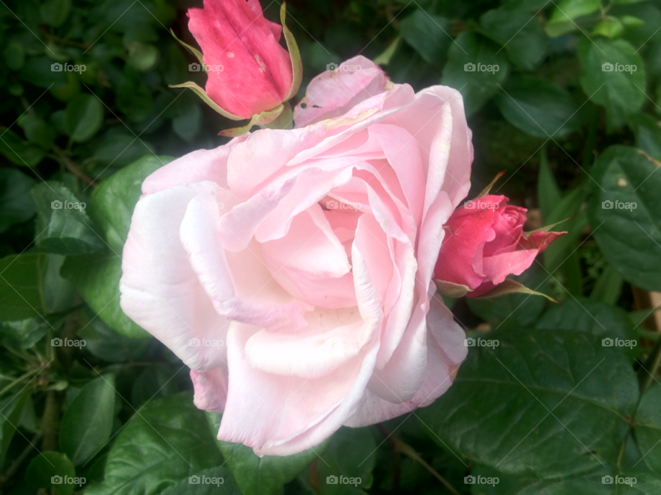 somerset uk shine rose by jeemax2106