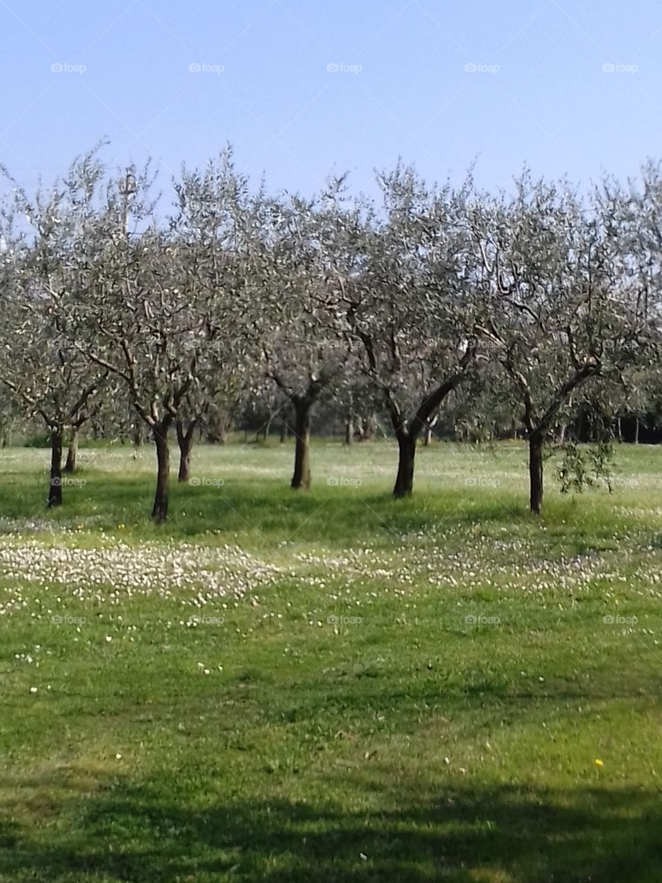 olive trees in daisies field
