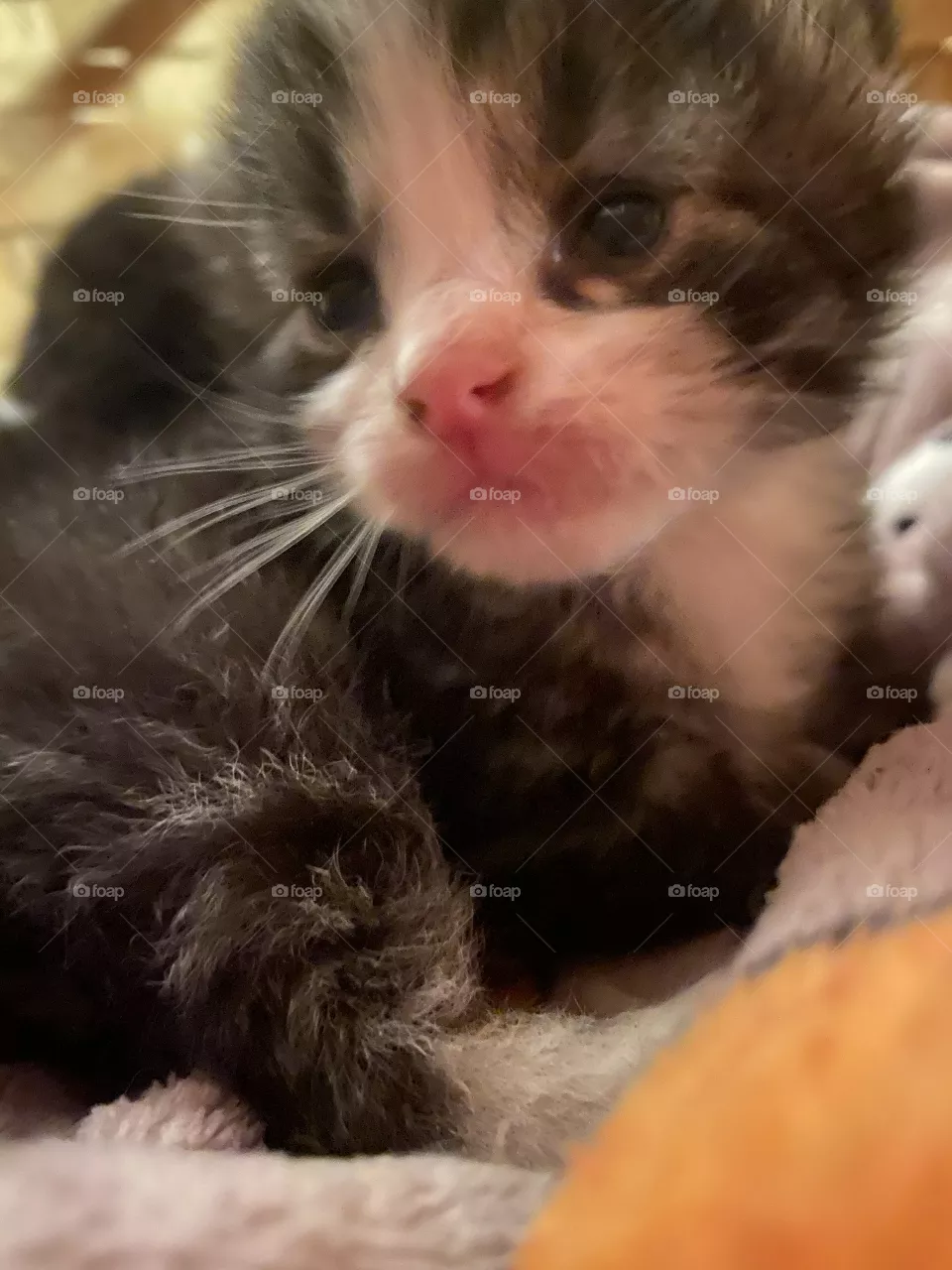 Rescue Kitten