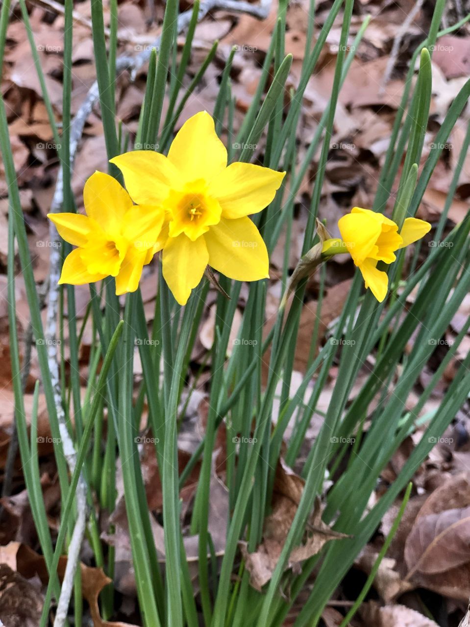 Early jonquils