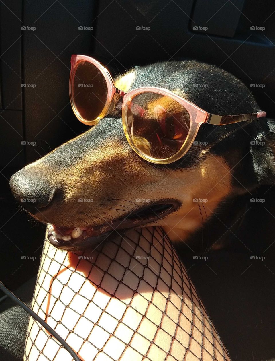 Dog with sunglasses.