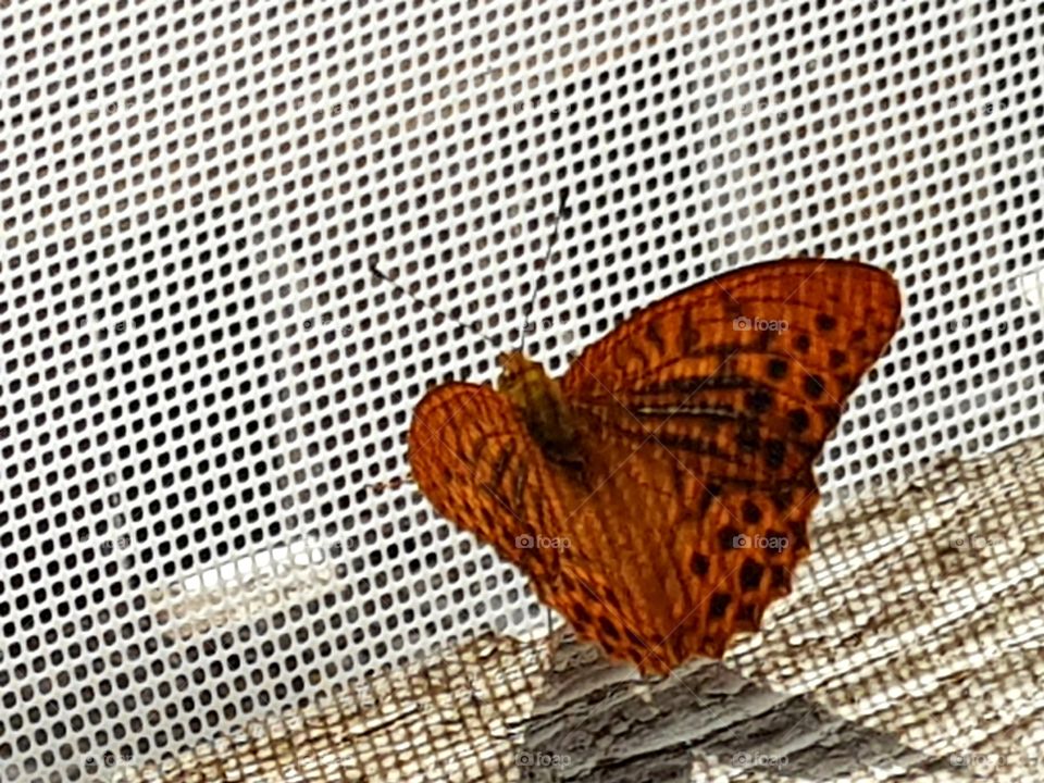 crveni leptir u mrezi -butterfly