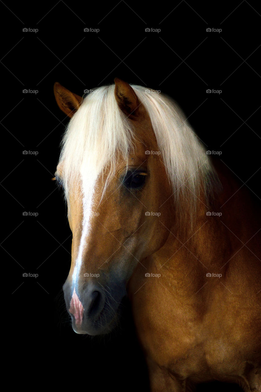 Noble and blonde Haflinger breed horse portrait with a black background. Image is 4000x6000px.