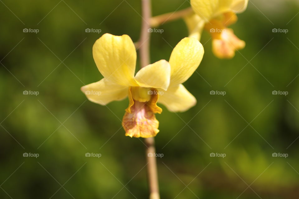 Yellow Orchid 