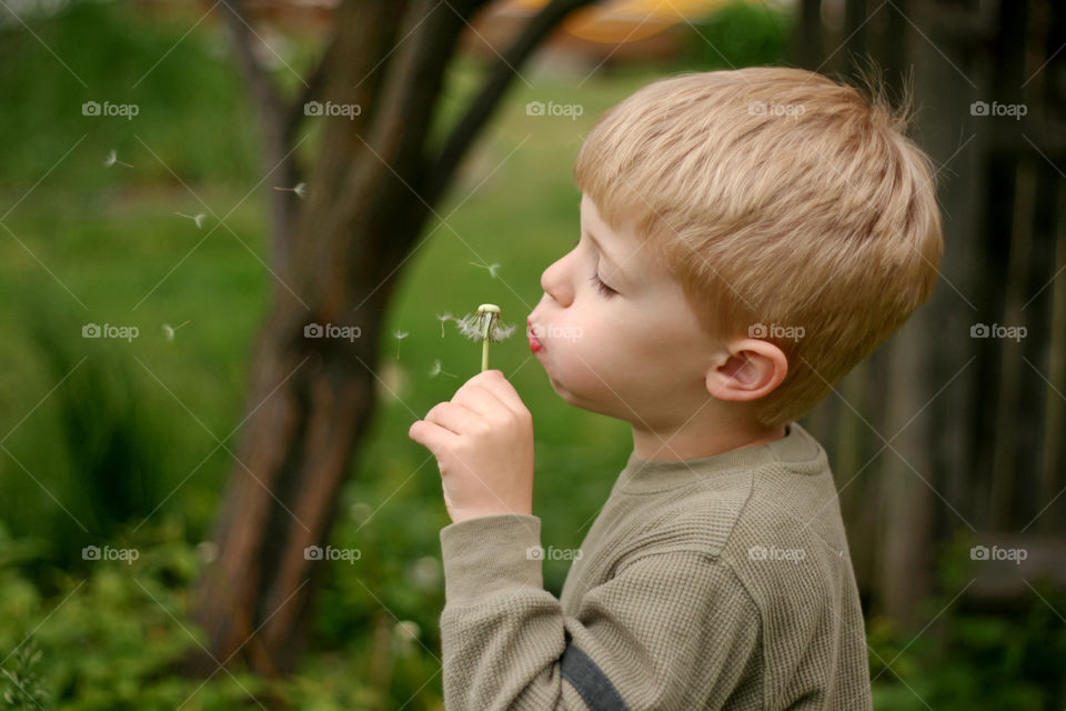 Dandelion Wishes