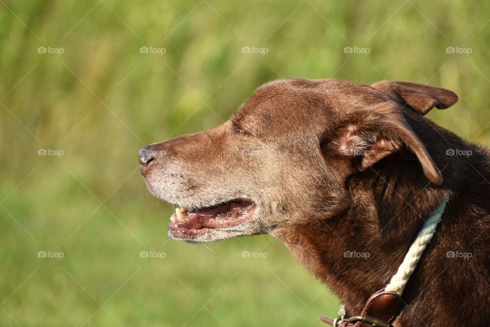 Cute dog enjoying summer afternoon in nature park 