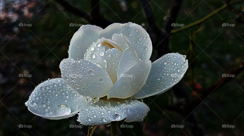 roses and raindrops