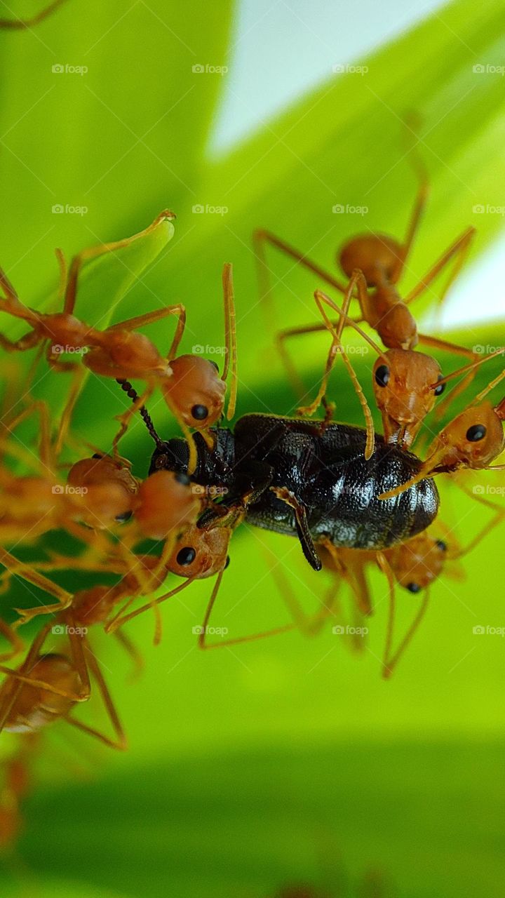 ants attacking a intruder insect