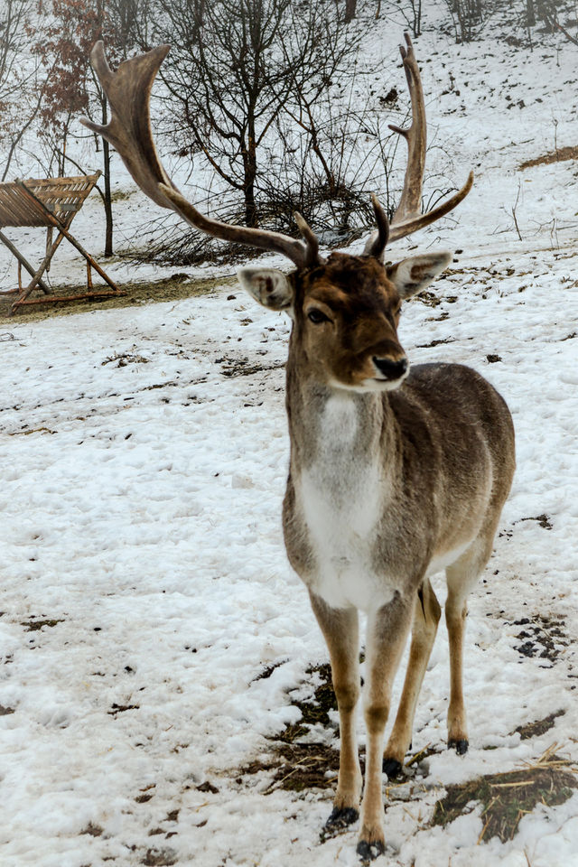 just a friendly deer