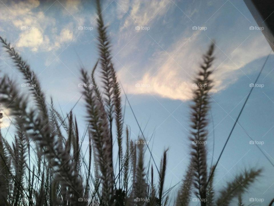 beautiful plants embracing scenic blue and white sky.