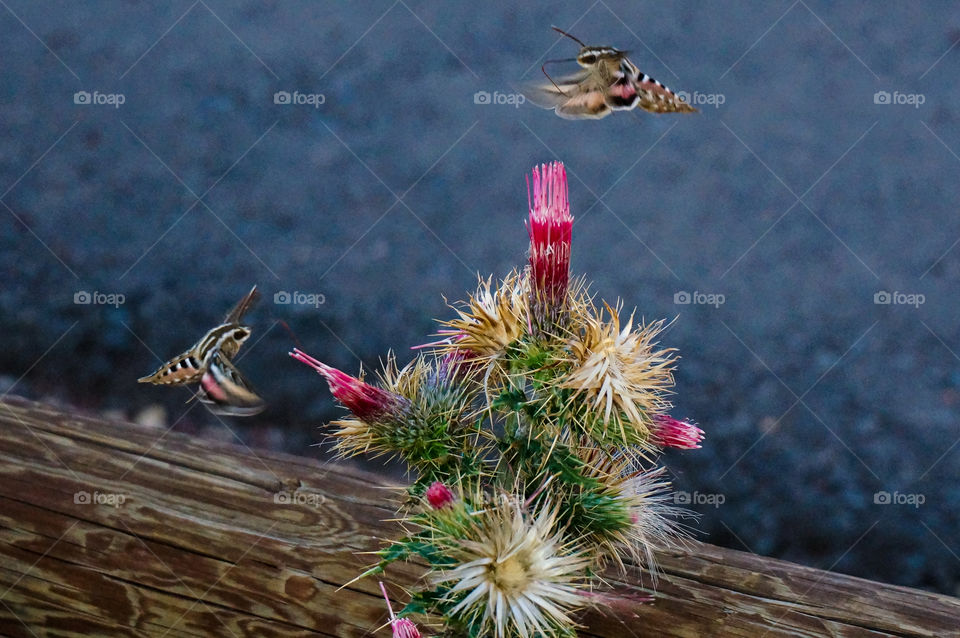 Hummingbird drinking from flowers in California