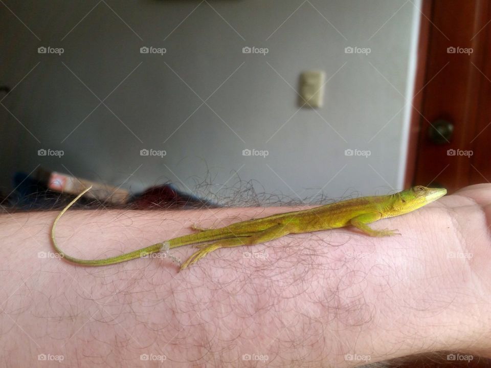 lizard on the arm