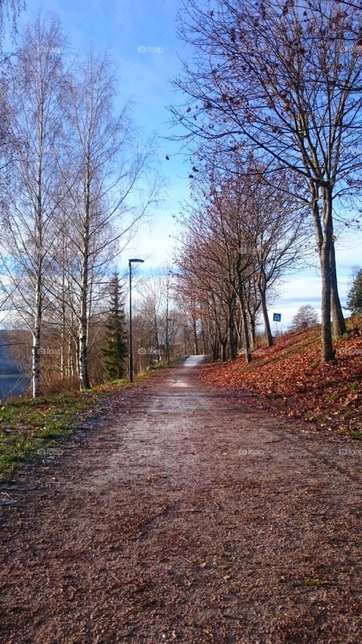 Nature, forest and river