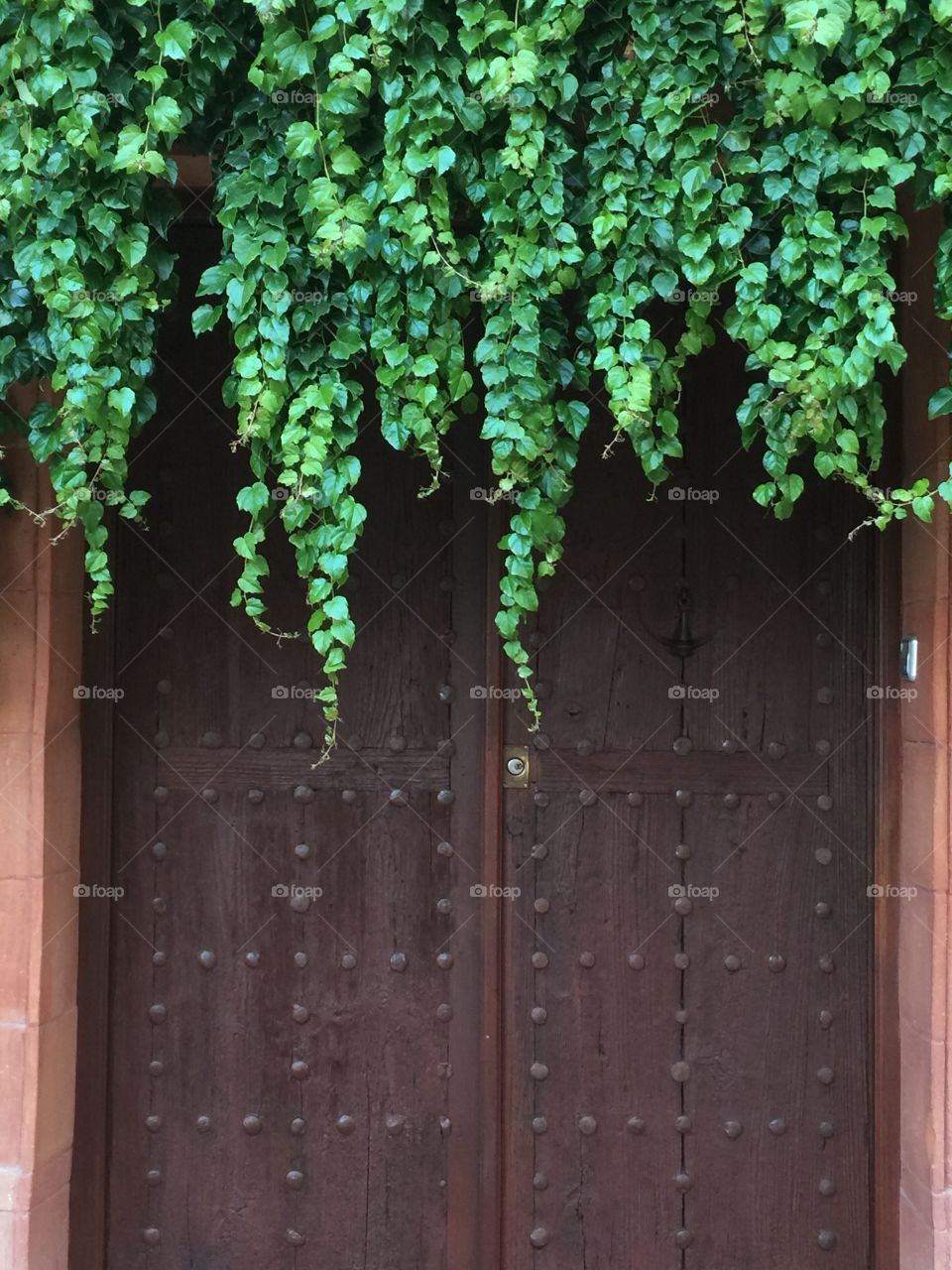 Green plant growing down to the door from the balcony
