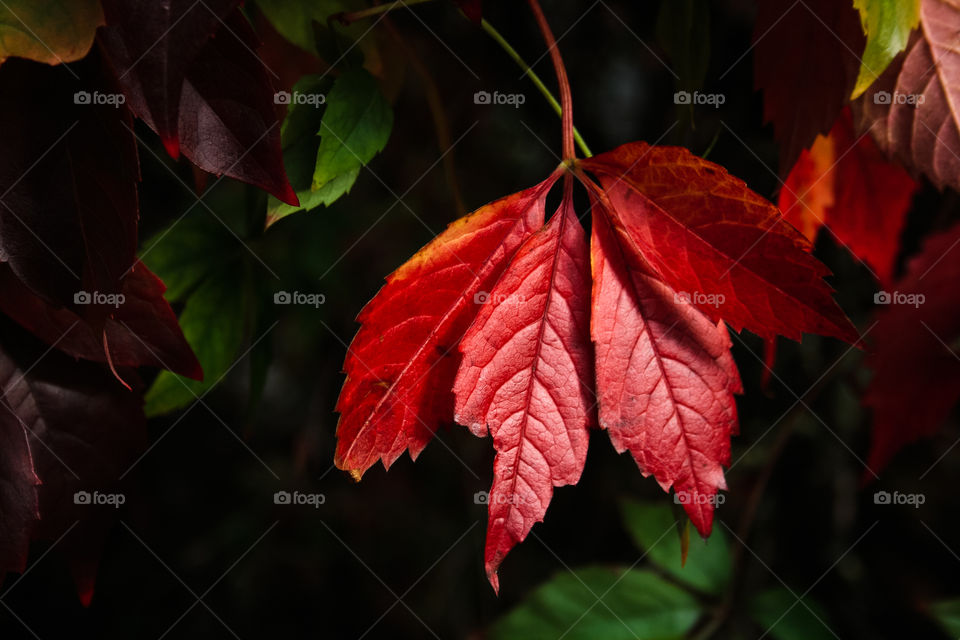 Red maple leaf 