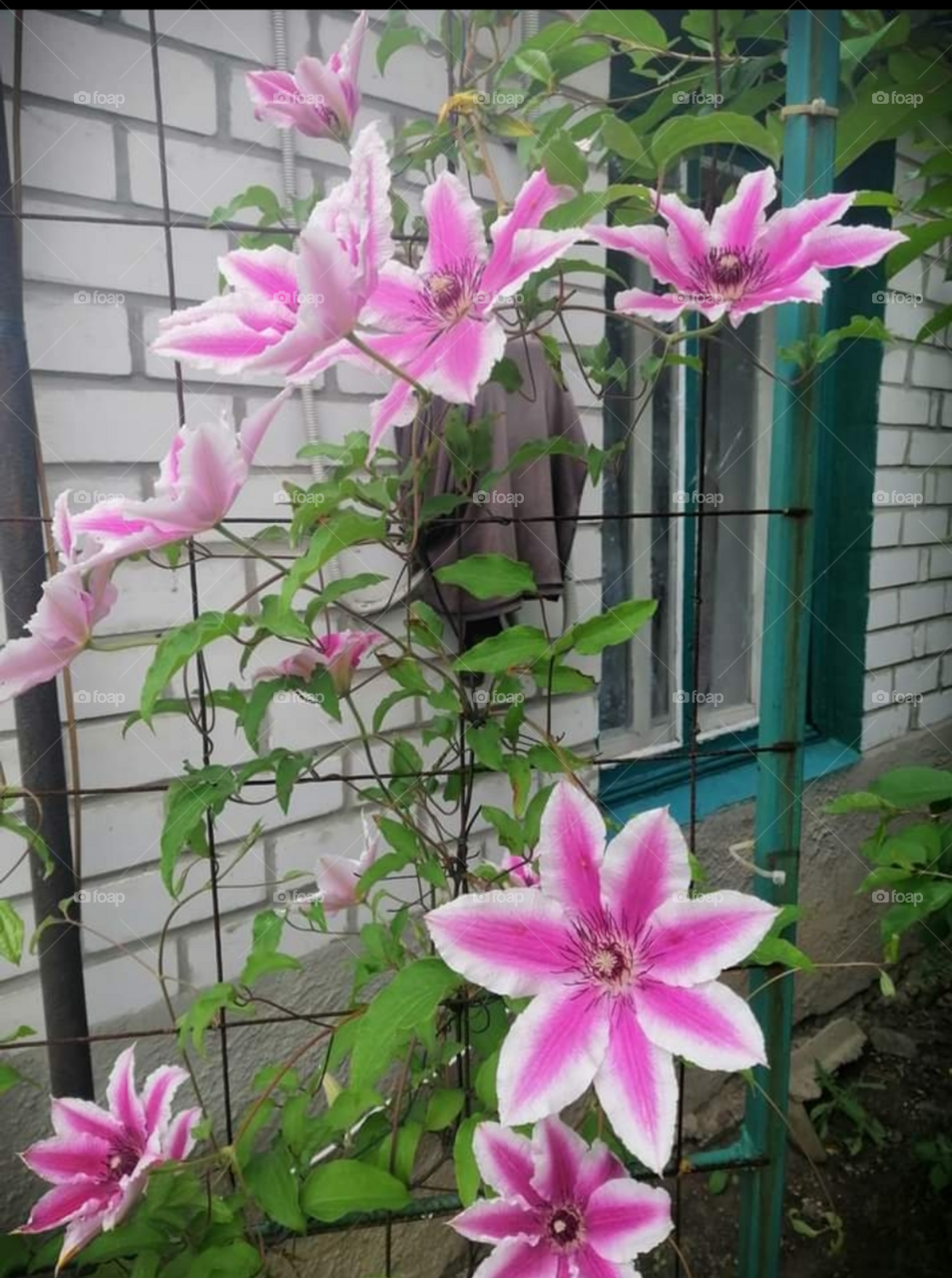 Clematis "Captain Tullex"