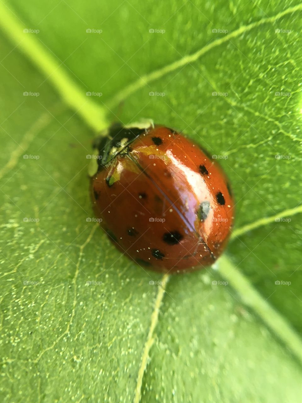Lady bug - macro photography 
