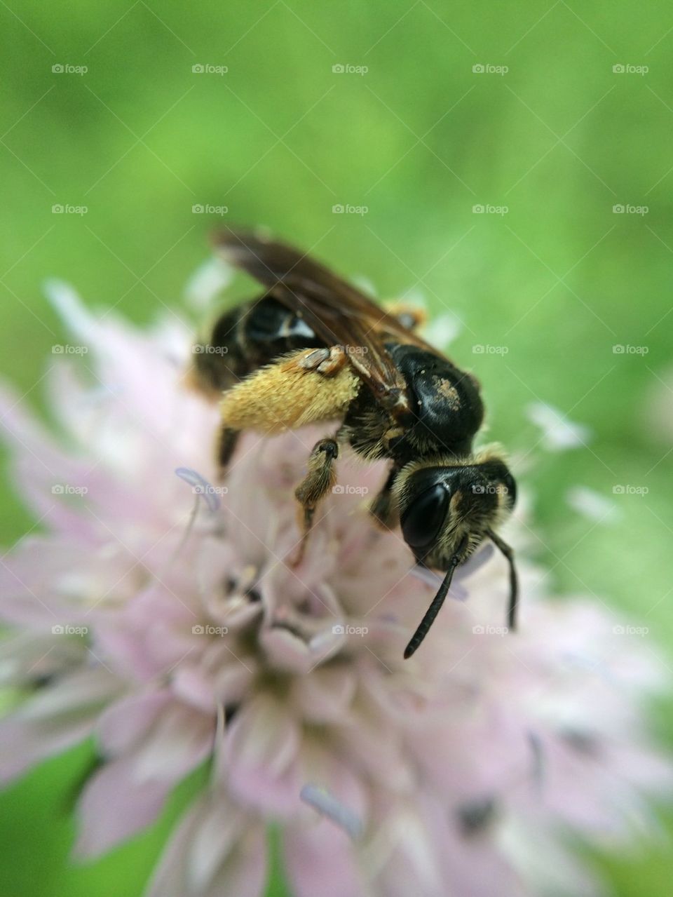 Bee