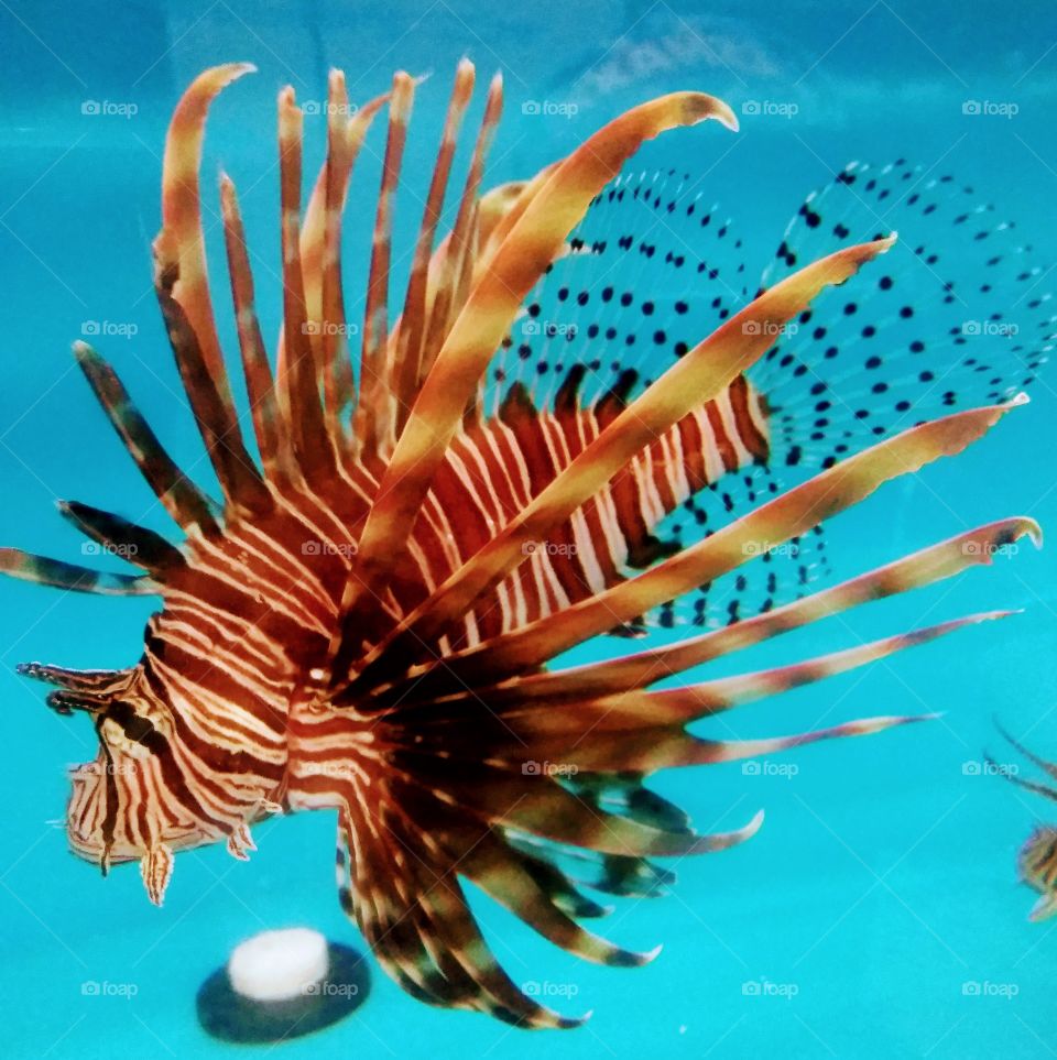 Lion fish