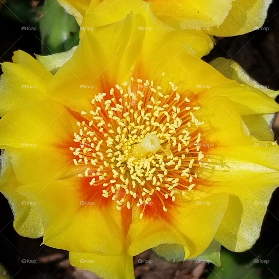 cactus blossoms closeup