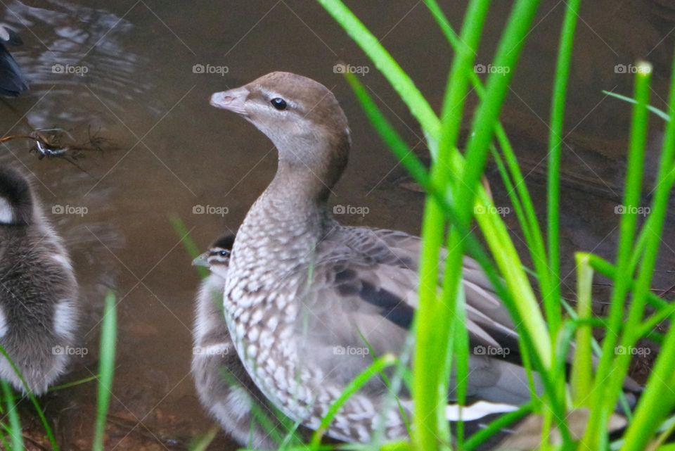 Mother duck sitting on one of her babies while watching all the others 