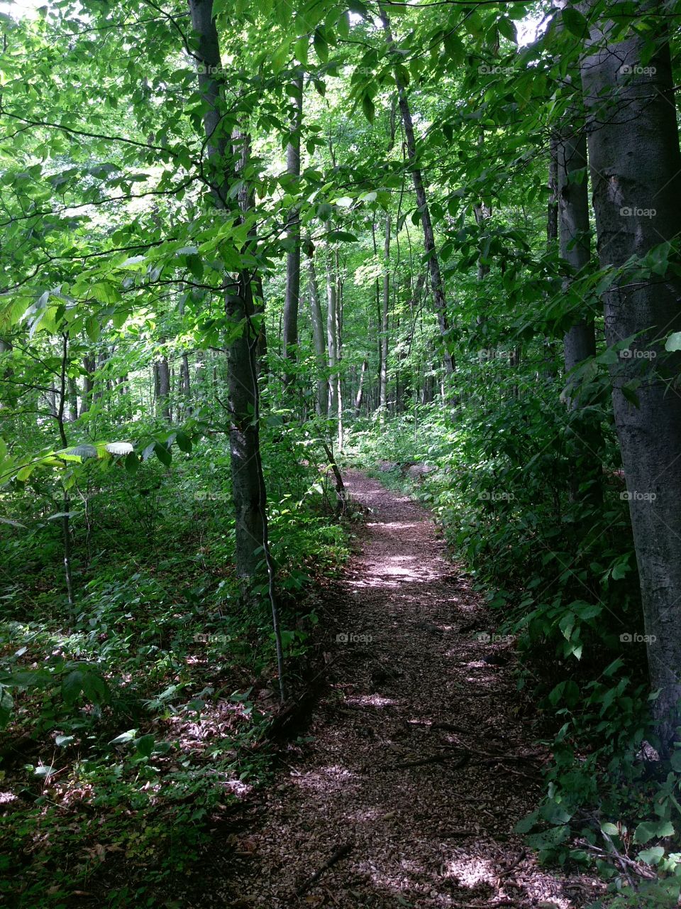Trail walking in the woods