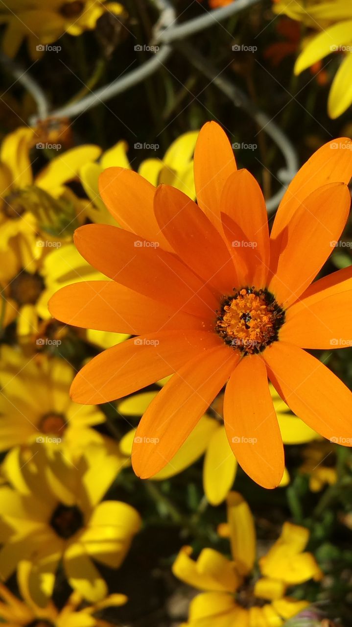 Orange Beauty
