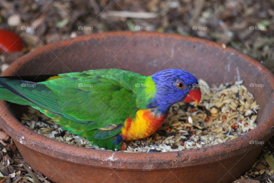 A small rainbow lorikeet eating the seeds in the bowl, looking around cautiously 