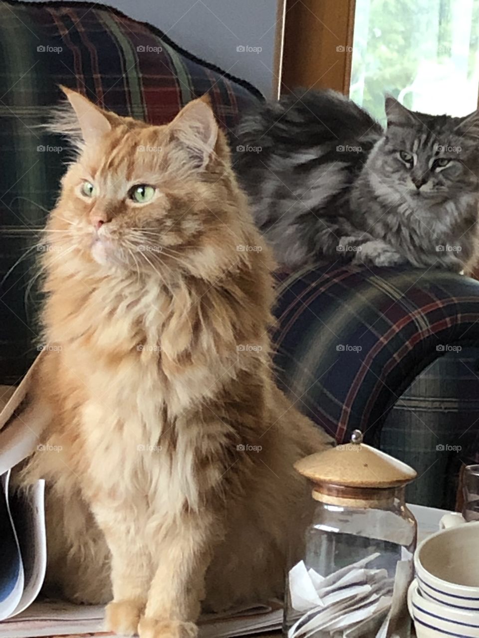 Maine coons