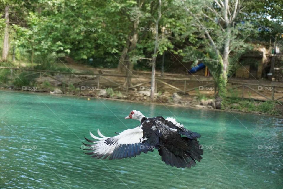 Bird#fly#wind#lake#nature