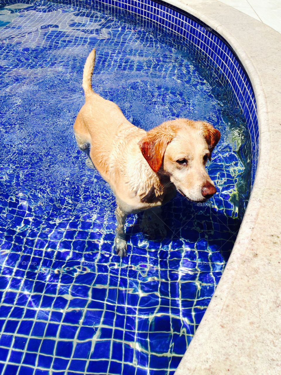 Doggie pool