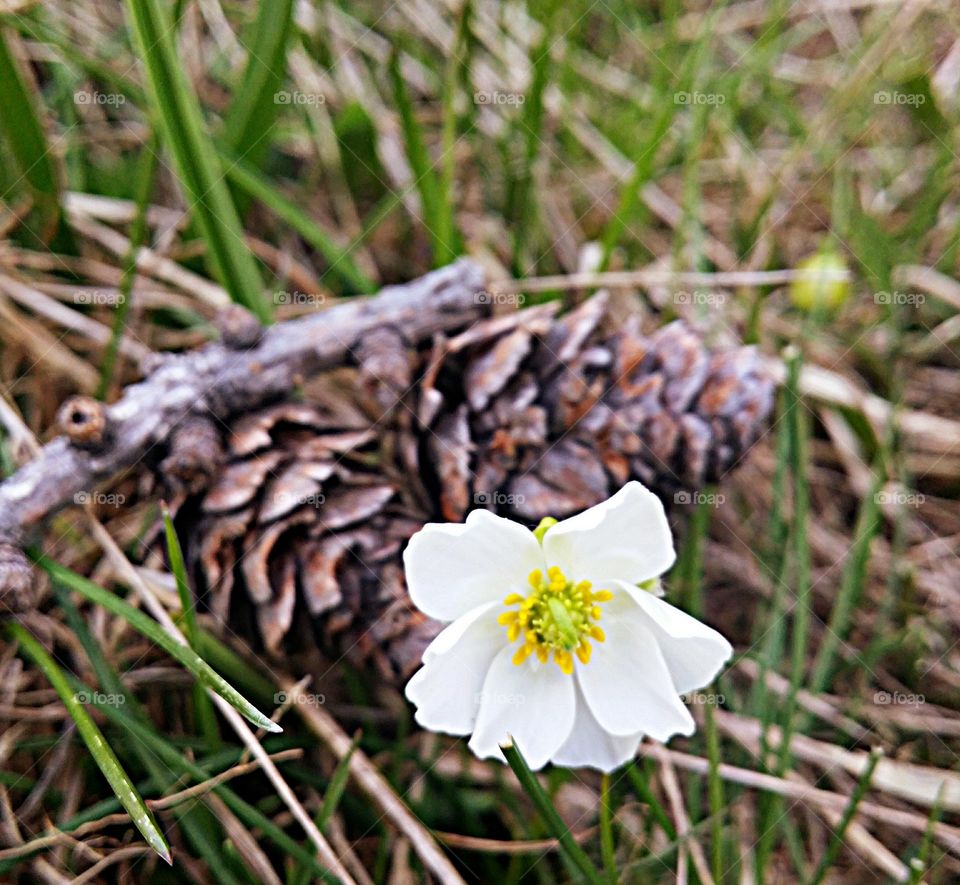 A little flower in the wood.