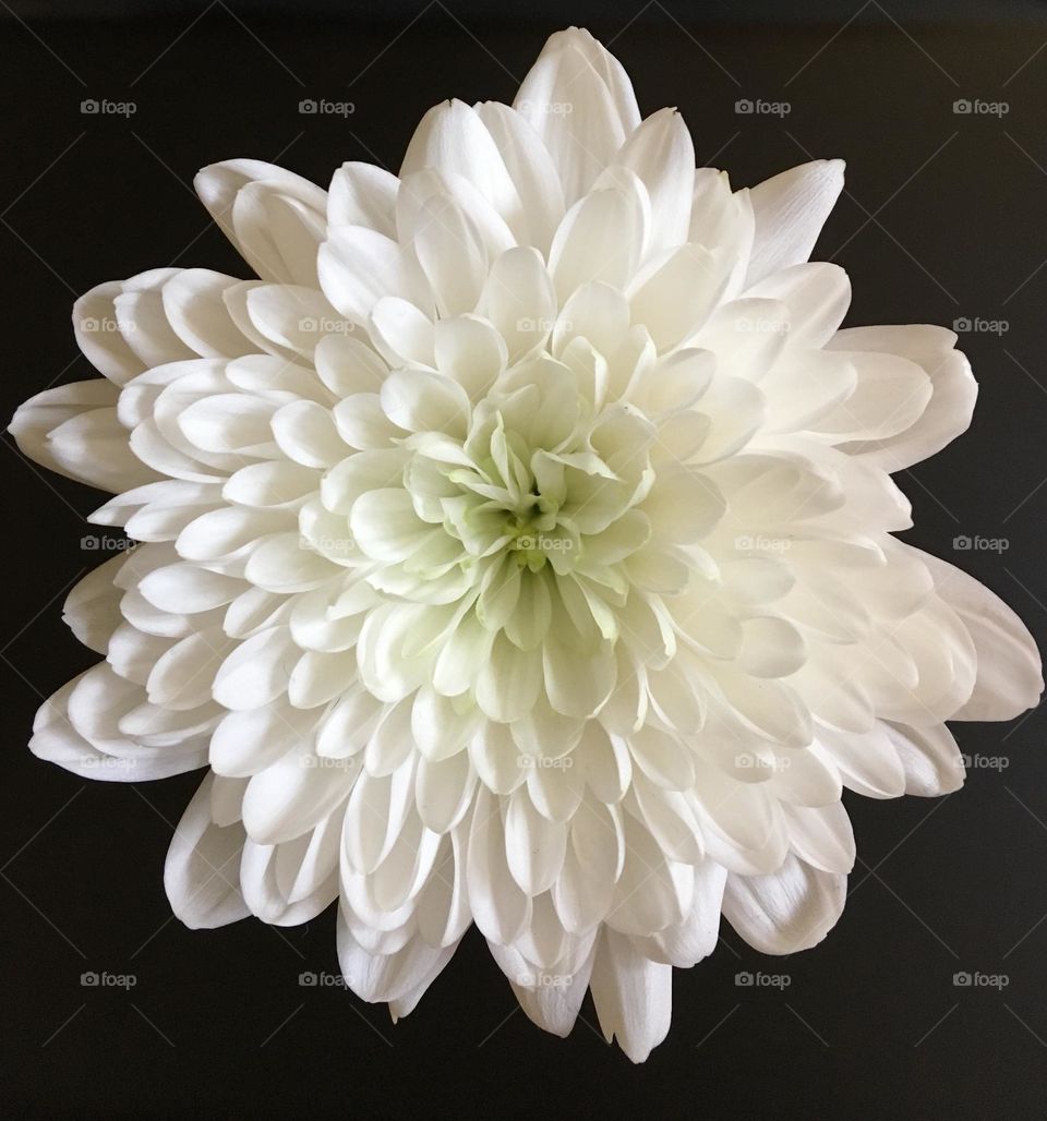 White Dahlia against a dark background 