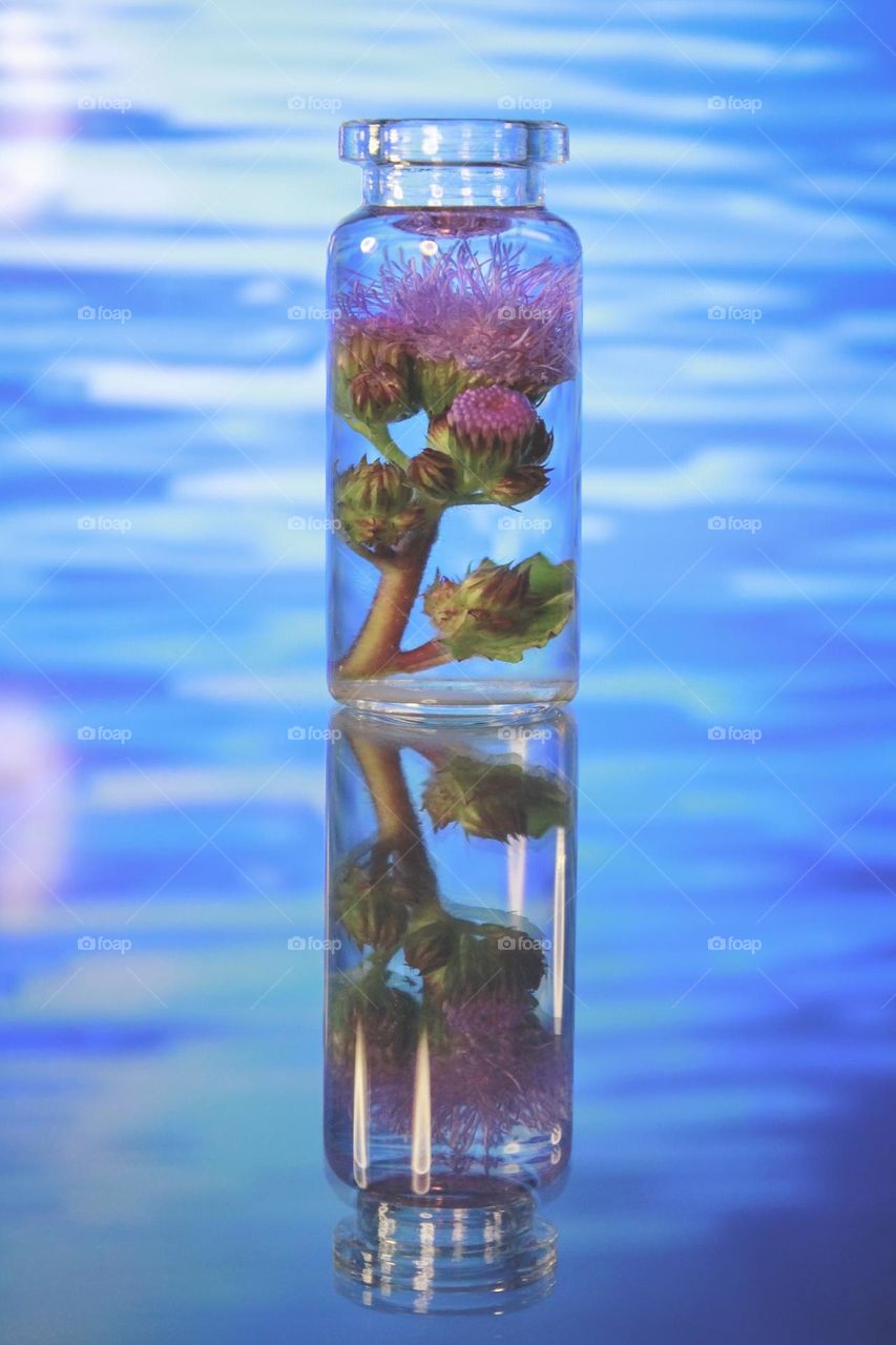 Pink flowers in the bottle on the blue 