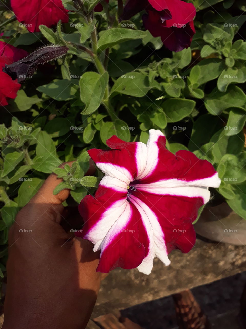 flower captured in garden with Samsung j7 prime in Huge sun ray