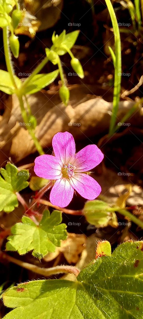 Pink flower