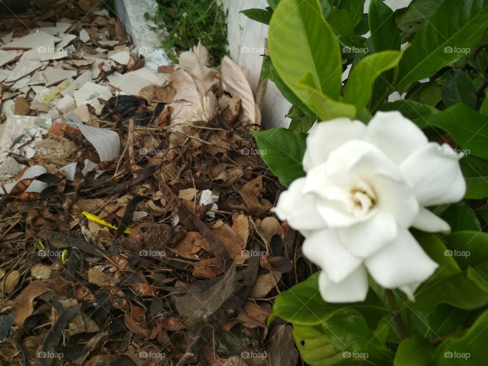 putih flower