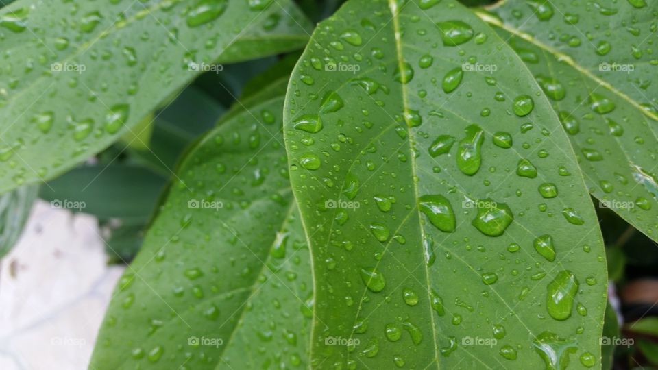 Water drops on leaves