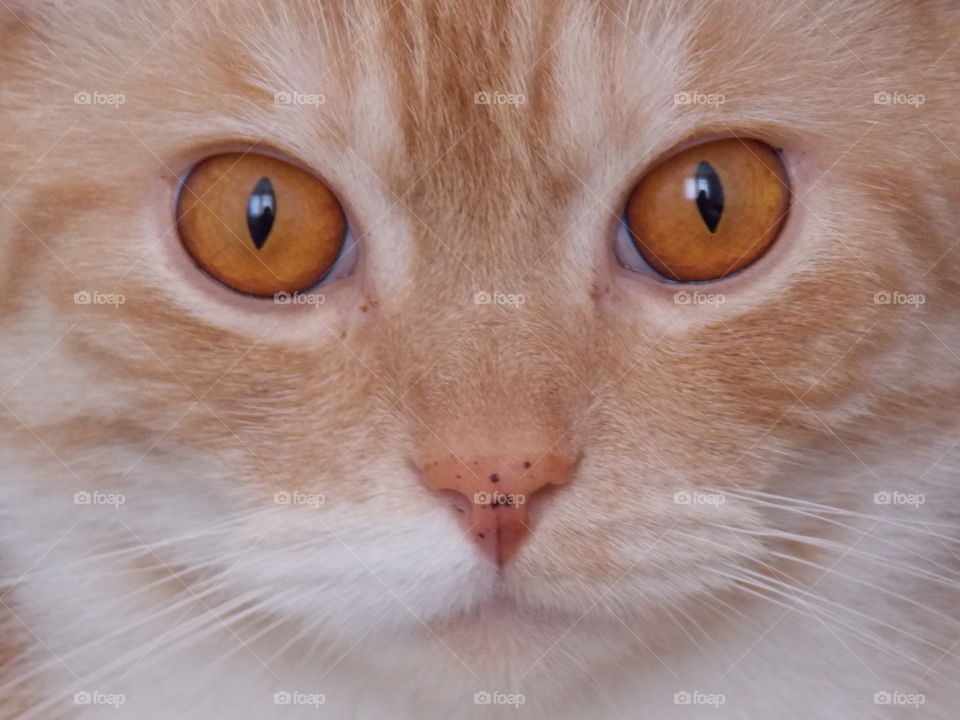 Extreme close up of cat