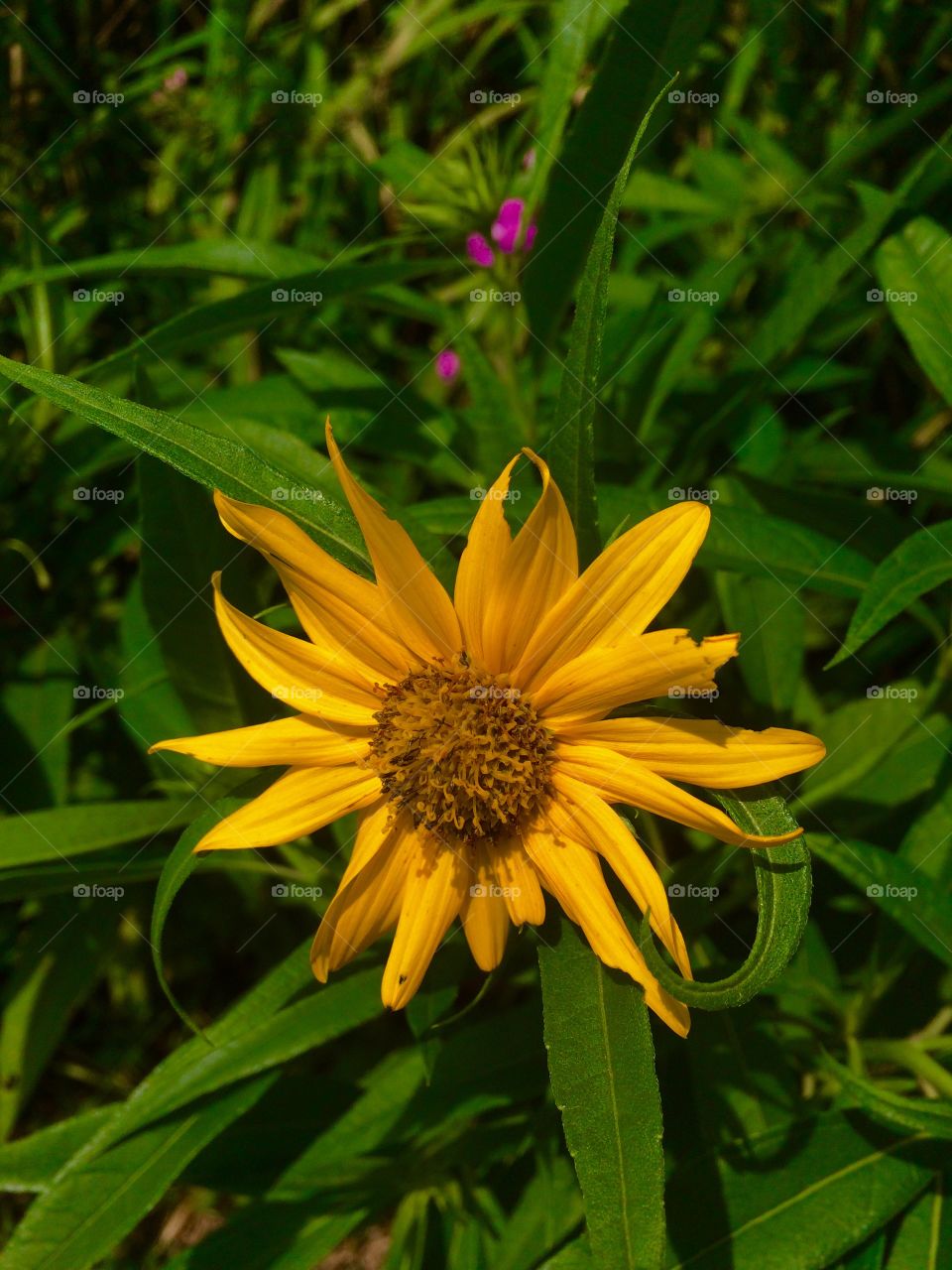 Wild Sunflower