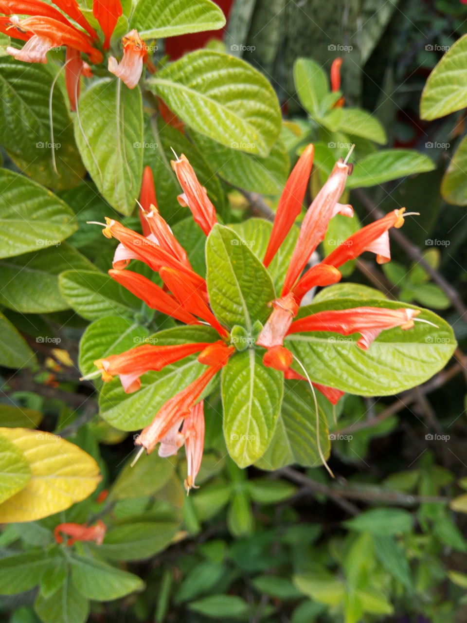 Nature, Leaf, Garden, Flora, Summer