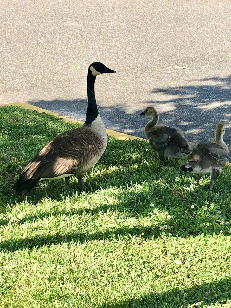 Mother geese watching out for baby geese 