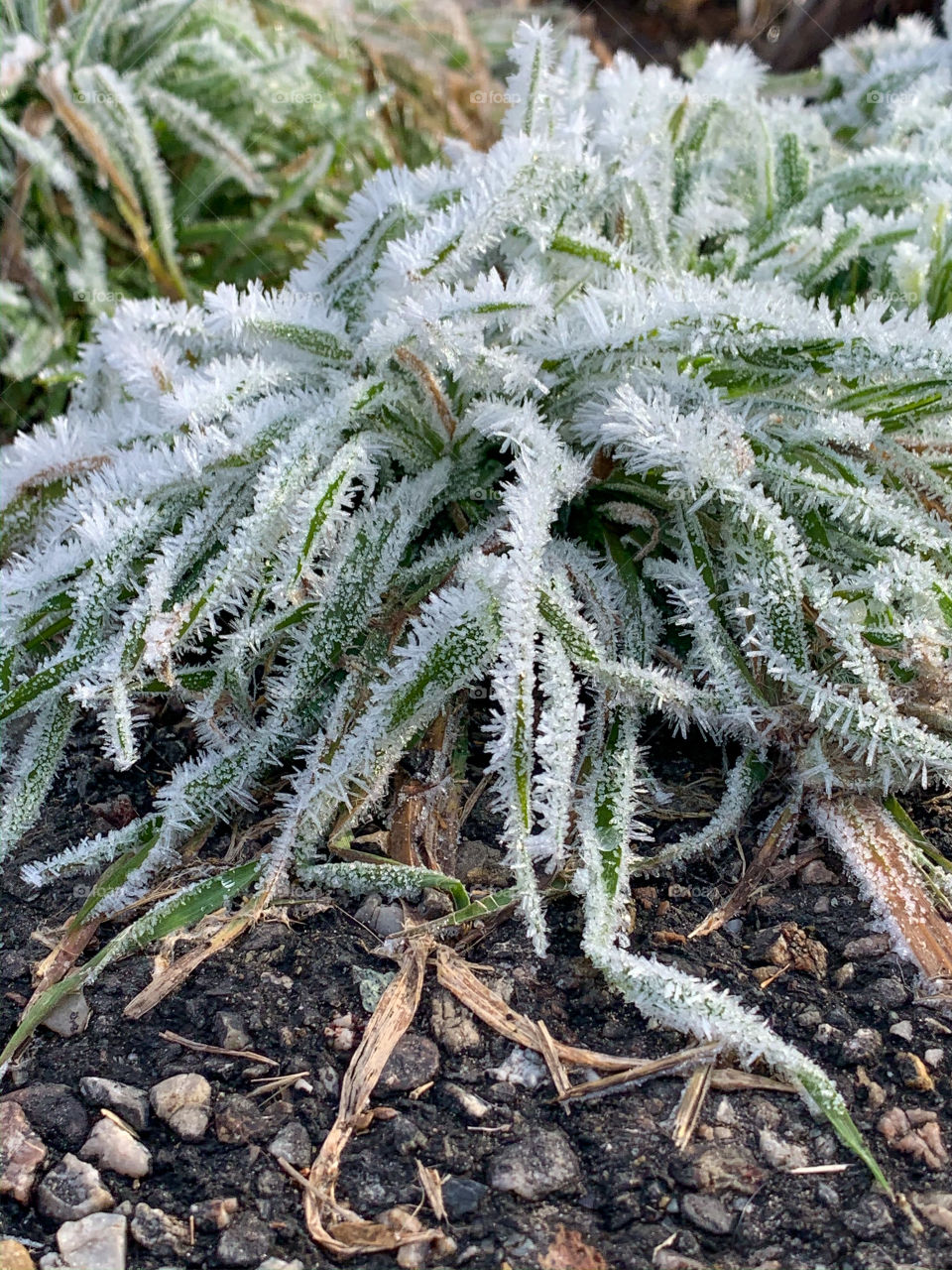 Frozen Cold Ground Cover
