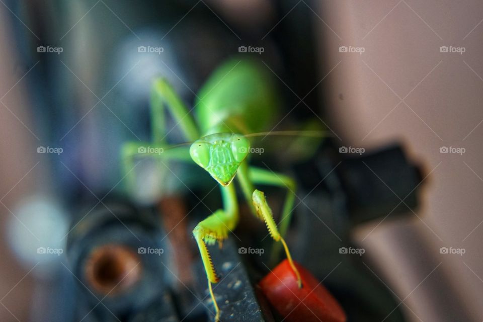 selfie grasshopper