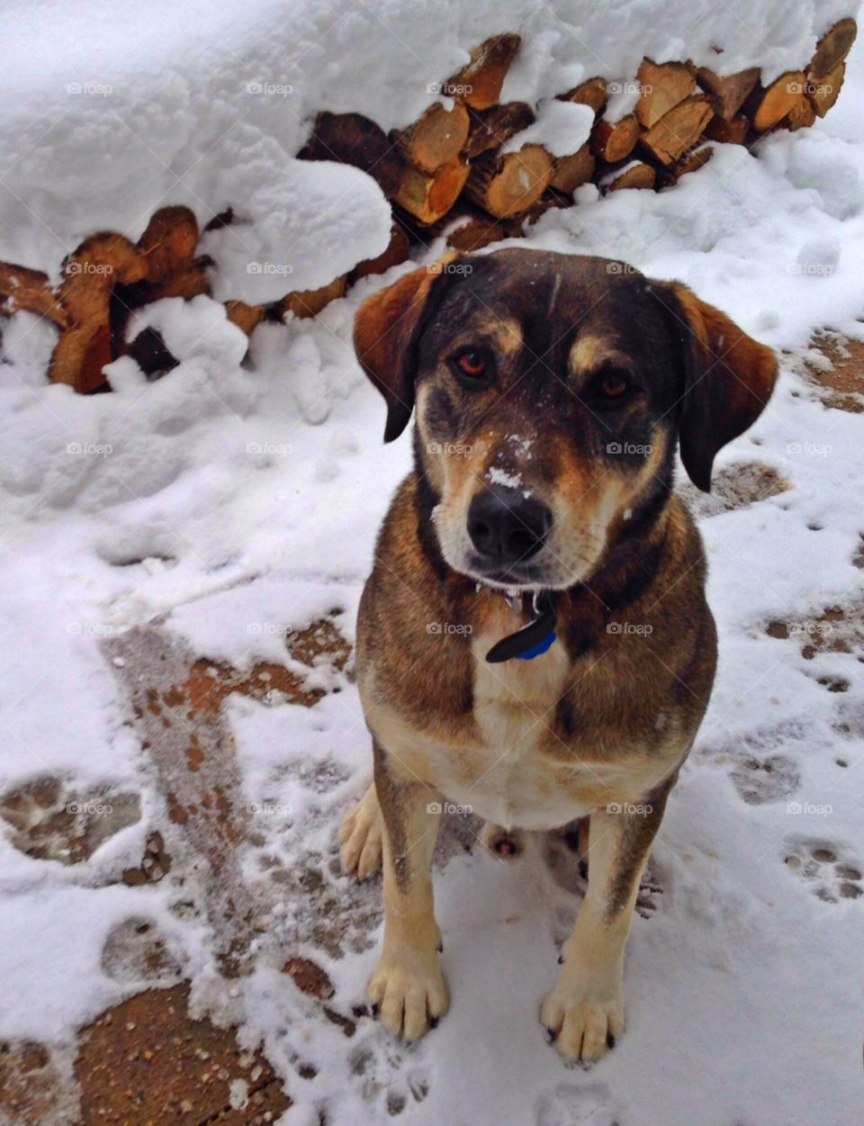 Snow Dog. Dog in Snow