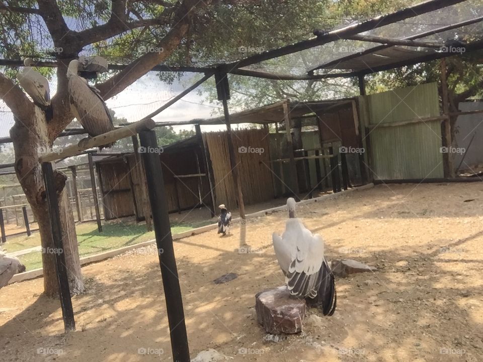 An amazing White Backed African Vulture elegantly turning it’s back to the camera and showing off it’s beautiful wings and impressive build.